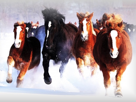 音更町の冬の馬追い運動