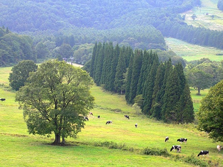 北海道大樹町の牧場を歩く牛