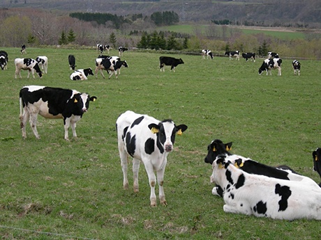 八雲町のホルスタイン牛