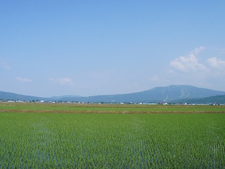 深川市の田園