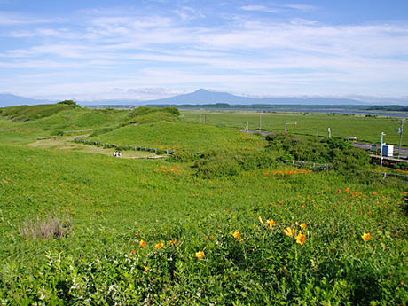 小清水町の小清水原生花園