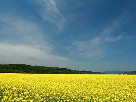 中川町の菜の花