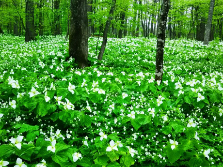 中札内村にある六花の森