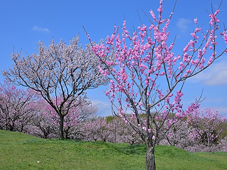 札幌市清田区の平岡公園