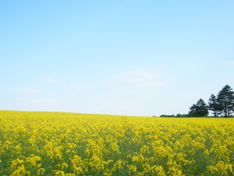 滝川市にある菜の花畑