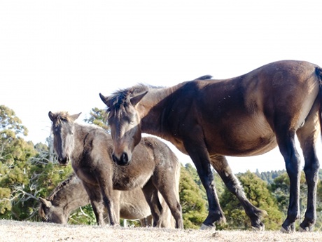 浦河町に生息する馬