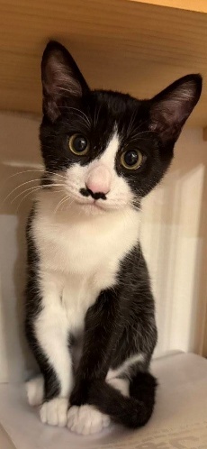 ネコ（はちわれ、保護ネコ）